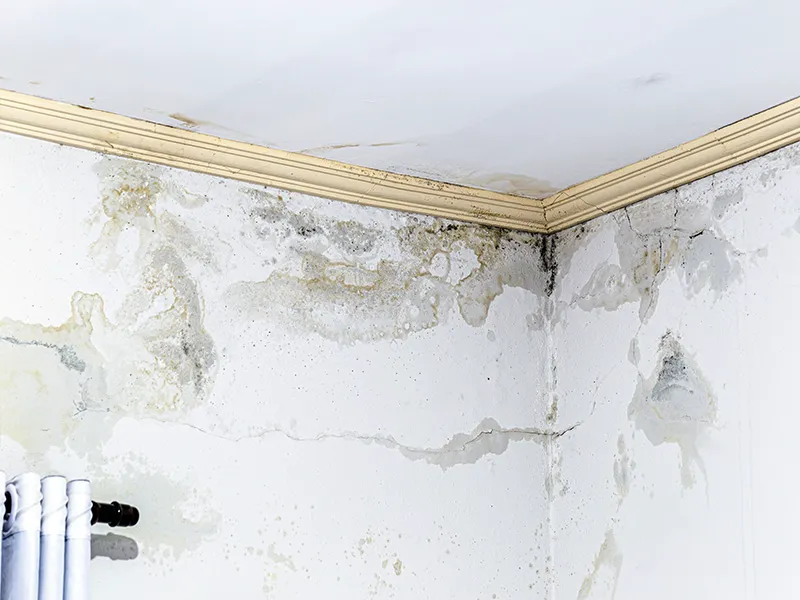 Solusi Efektif Mengatasi Masalah Dinding Umum di Bali: Jamur, Lembab, dan Retak